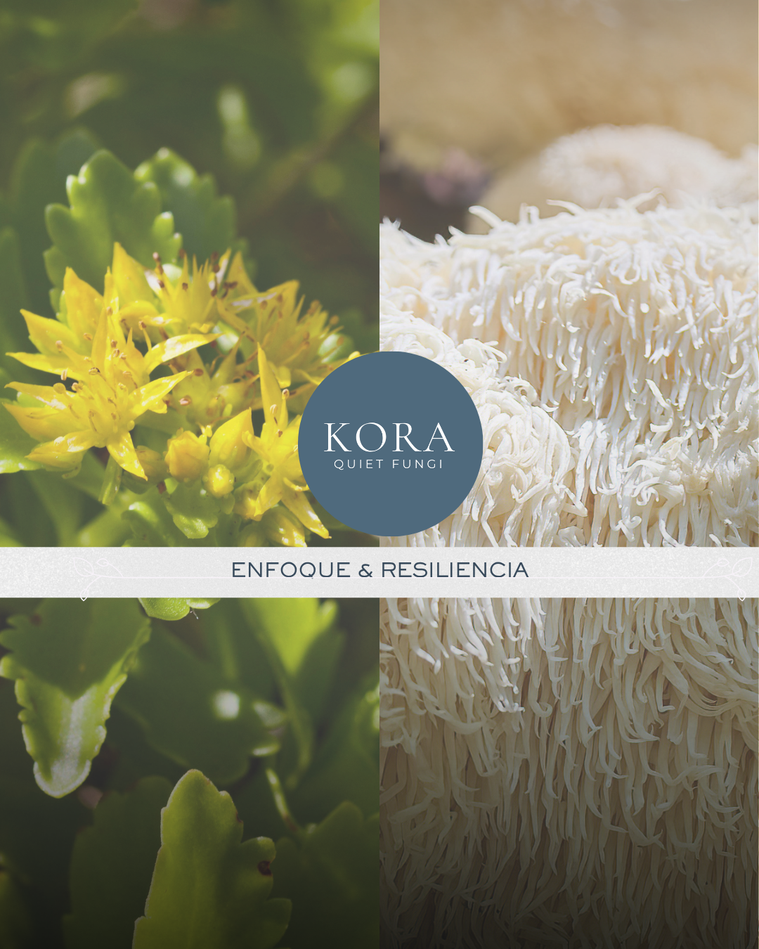 Pack Dúo Enfoque & Resiliencia: Rodhiola + Melena de León / (120 ml) - Image 2